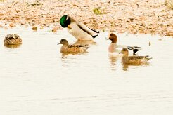 Canard siffleur_737A3749-2 null