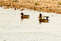 Canard siffleur_737A3753-2 null