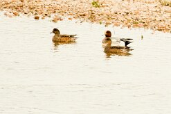 Canard siffleur_737A3754-2 null
