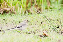 Bergeronnette grise_240608_6728 null