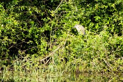Bihoreau gris_240605_6067 null