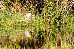 Bihoreau gris_240605_6068 null