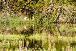 Bihoreau gris_240605_6069 null