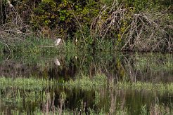 Bihoreau gris Brenne