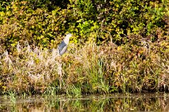 Bihoreau gris_240605_6086 null