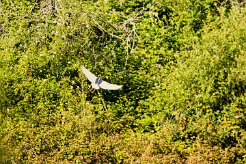 Bihoreau gris_240605_6106 null