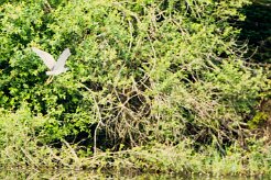 Bihoreau gris_240605_6125 null
