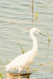 aigrette_garzette_45_2 null