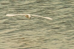aigrette_garzette_46 null