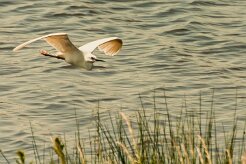 aigrette_garzette_47 null