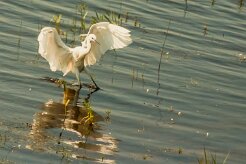 aigrette_garzette_48 null