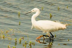 aigrette_garzette_49 null