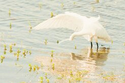 aigrette_garzette_50 null