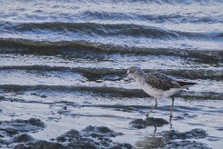 Entre Morbihan et Finistère null