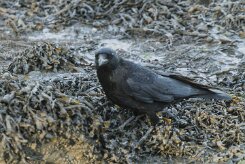 Entre Morbihan et Finistère null