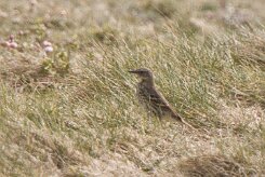 Entre Morbihan et Finistère null