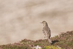 Entre Morbihan et Finistère null