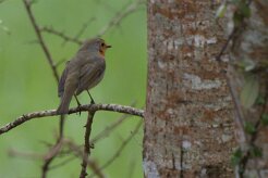 Entre Morbihan et Finistère null