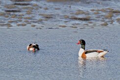 Entre Morbihan et Finistère null