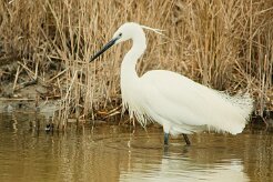 aigrette_garzette_51 null