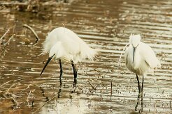 aigrette_garzette_52 null