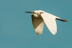aigrette_garzette_53 null