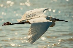 aigrette_garzette_54 null