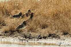 becassine_des_marais_15 null