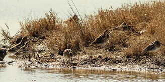 becassine_des_marais_16 null