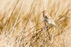 bruant_rustique_01 null