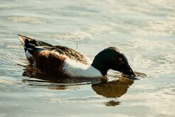 canard_souchet_42 null