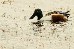 canard_souchet_43 null