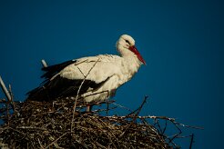 cigogne_blanche_33 null