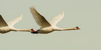 cygne_tubercule_113 null