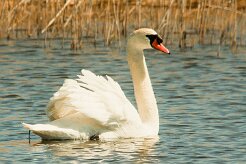 cygne_tubercule_114 null