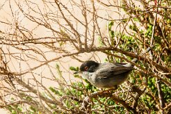 fauvette_melanocephale_04 null