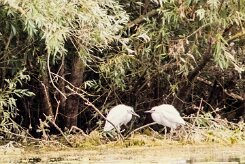 Aigrette garzette_7D1_3383-2 null