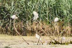 Aigrette garzette_7D1_3409-2 null