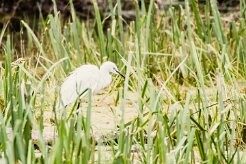 Aigrette garzette_7D1_3538-2 null