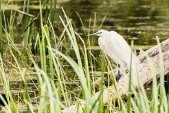 Aigrette garzette_7D1_3540-2 null