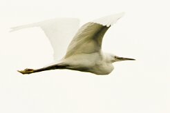 Aigrette garzette_7D1_3682-2 null