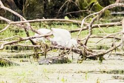 Aigrette garzette_7D1_3697-2 null