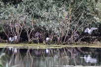 Bihoreau gris - Aigrette garzette Lac du Der