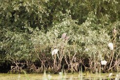 Bihoreau gris - Aigrette garzette_7D1_3663-2 null