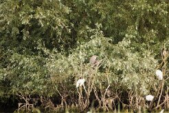 Bihoreau gris - Aigrette garzette_7D1_3664-2 null