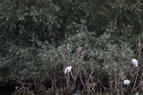 Bihoreau gris - Aigrette garzette Lac du Der