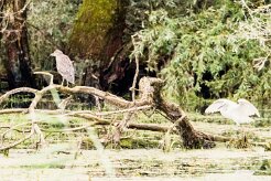 Bihoreau gris - Aigrette garzette_7D1_3704-2 null