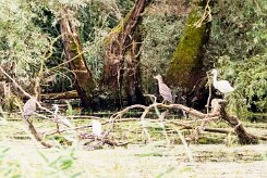 Bihoreau gris - Aigrette garzette_7D1_3706-2 null