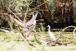 Bihoreau gris - Aigrette garzette_7D1_3708-2 null
