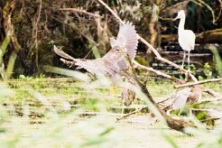 Bihoreau gris - Aigrette garzette_7D1_3711-2 null